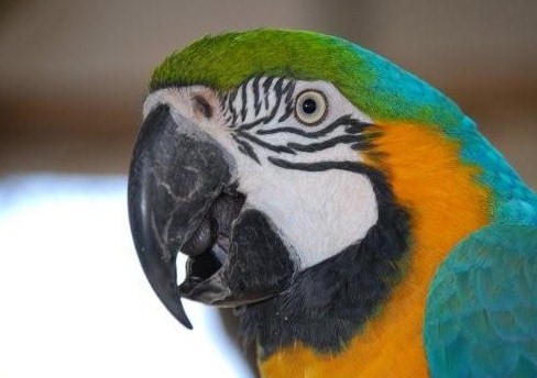 Guacamayo azul Amarillo