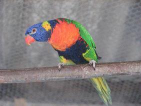 Loris  Arco Iris Molucanos