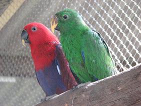 Eclectus Juveniles