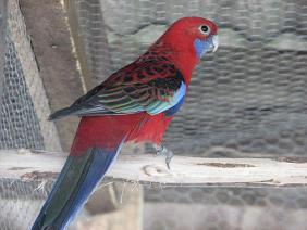 Rosella Elegans