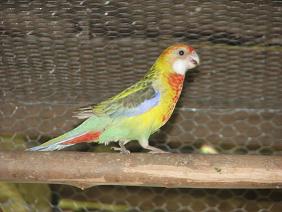 Rosella Opalina