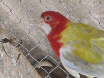 Rosella Lutina