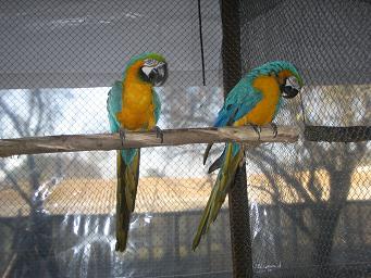 Guacamayo Azul Amarillo