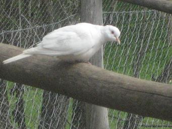 Trtola Blanca