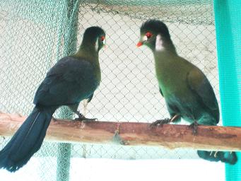 Criadero Los Maitenes ::: TURACOS
